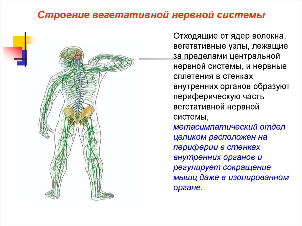 Вегетативные связи. Центральные и периферические структуры вегетативной нервной системы. Вегетативная нервная система анатомия строение. Структуры периферической части вегетативной нервной системы. Вегетативная НС анатомия.