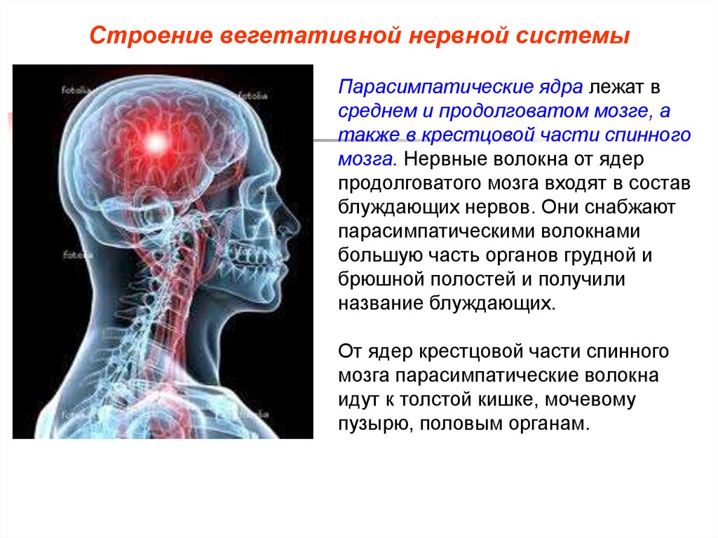 Вегетатика. Парасимпатические ядра продолговатого мозга. Вегетативная нервная система. Нервы вегетативной нервной системы. Строение вегетативной нервной системы.