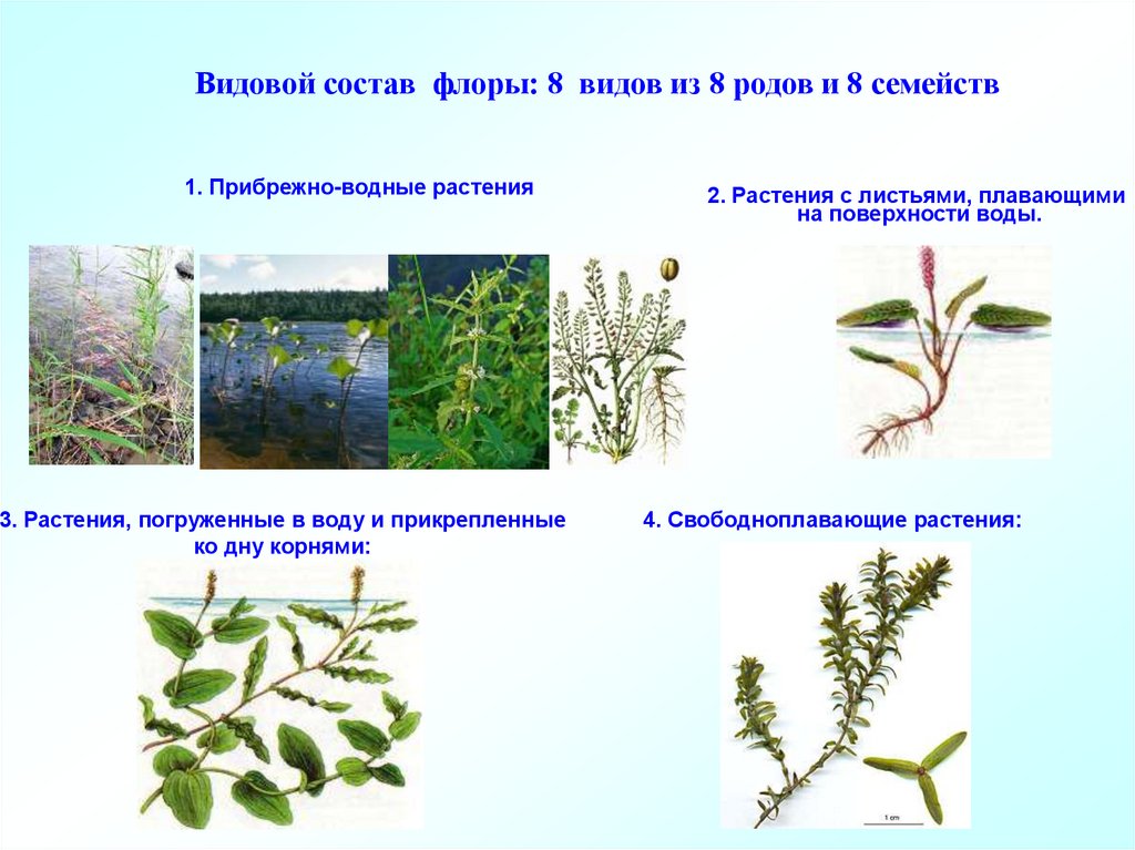 Виды флоров. Видовой состав Флоры. Группы водных и прибрежных растений. Видовой состав. Видовые составы растений примеры.