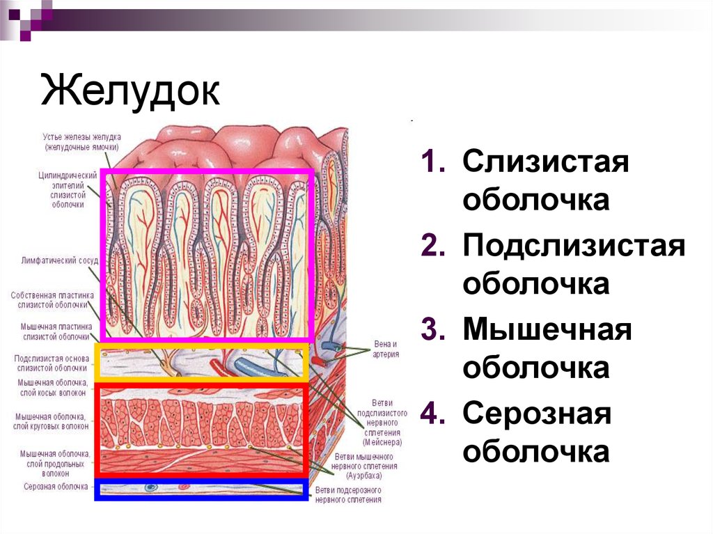 Слизистая оболочка состоит из слоев. Строение стенки желудка анатомия. Строение оболочки стенки желудка. Строение стенки пищеварительной трубки анатомия. Слои стенки желудка анатомия.