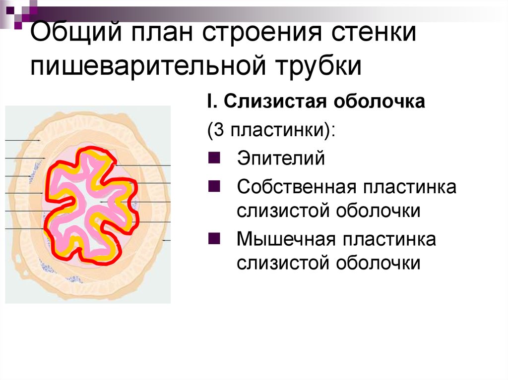 Общий план строения пищеварительной трубки