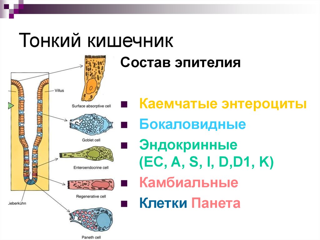 Общий план строения пищеварительной трубки