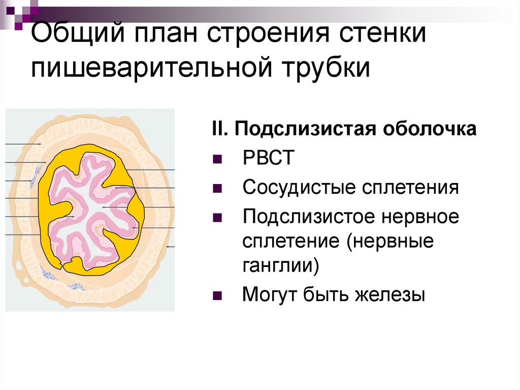 Общий план строения стенки пищеварительной трубки гистология