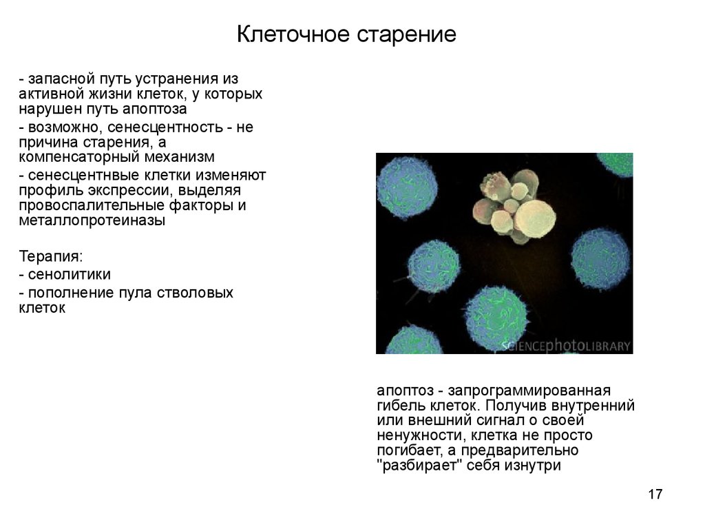 Презентация механизмы старения