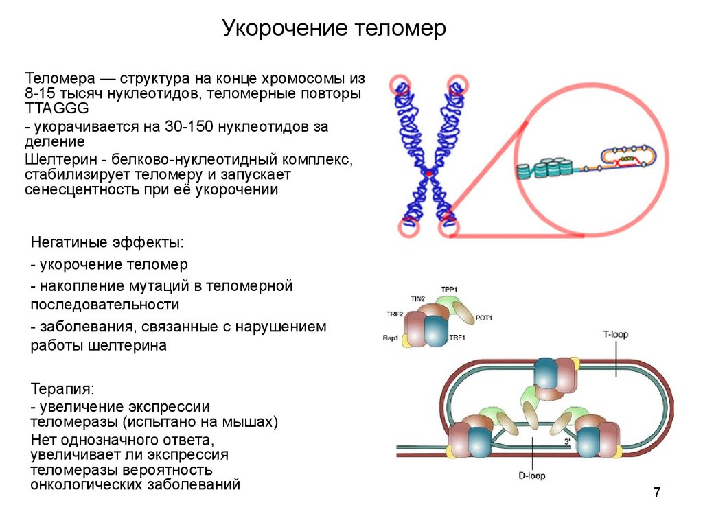 Сколько молекул днк в данной хромосоме. Строение хромосомы теломареа. Хромосома строение теломер. Функции теломеры хромосомы. Теломеры строение и функции.