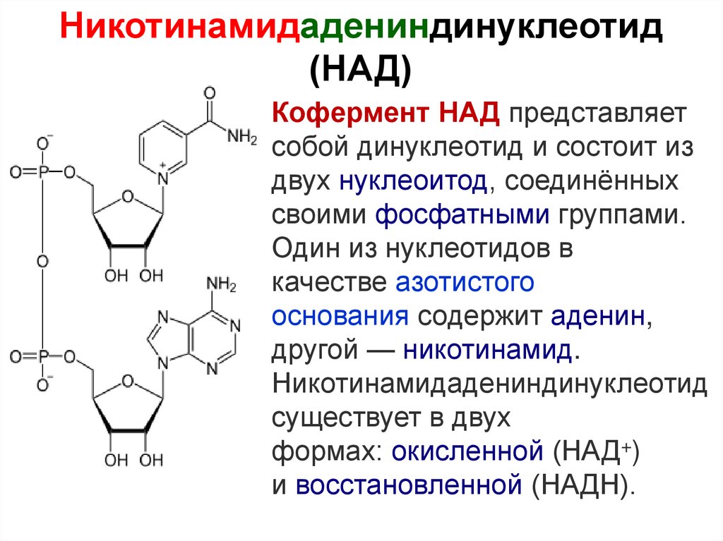 Нуклеотид представляет собой. Строение никотинамид-аденин-динуклеотида. Никотинамид аденин динуклеотид витамин. Никотинамид аденин динуклеотид восстановленный. Строение кофермента над+.