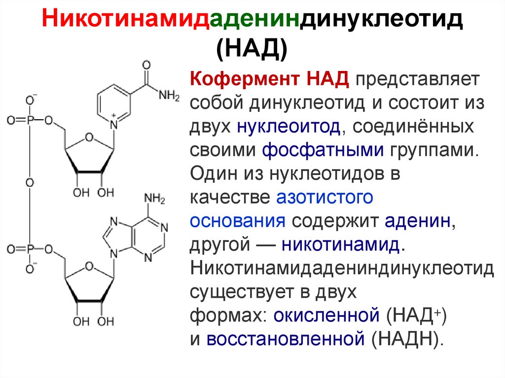 Что такое кофермент. Строение никотинамид-аденин-динуклеотида. Никотинамид аденин динуклеотид восстановленный. Никотинамид аденин динуклеотид формула. Строение кофермента над+.