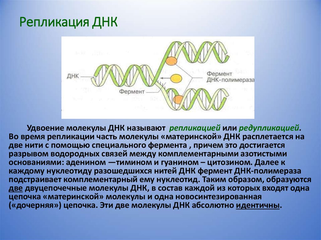 Редупликация днк последовательность. Репликация. Репликация ДНК. Репликация или редупликация ДНК. Репликация (редупликация, удвоение ДНК).