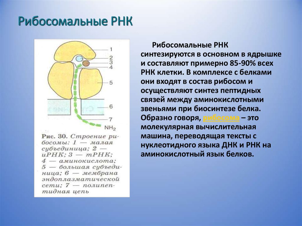 Виды рибосомальной рнк