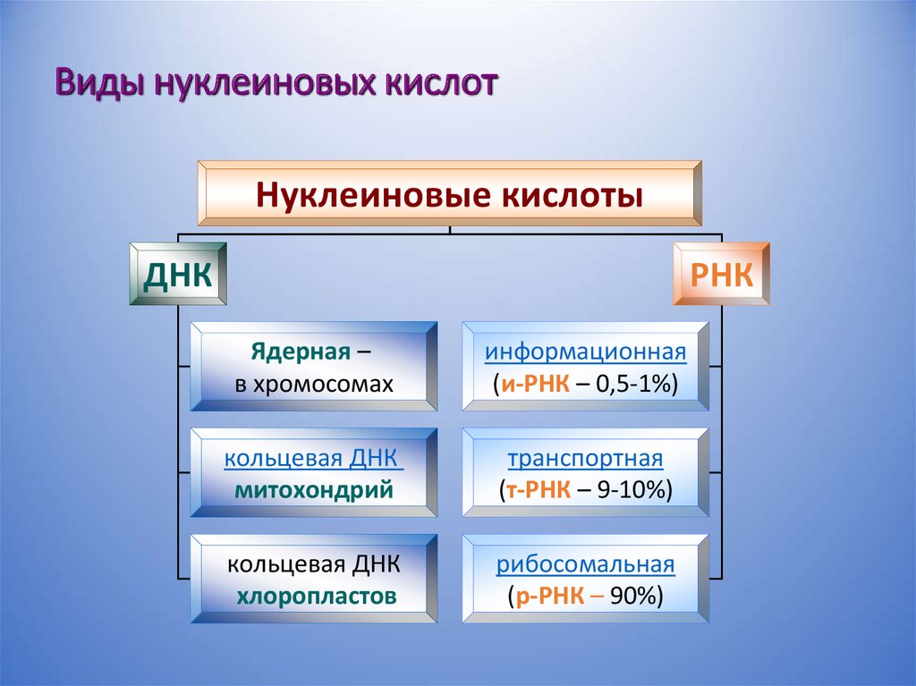 Классификация нуклеиновых кислот схема