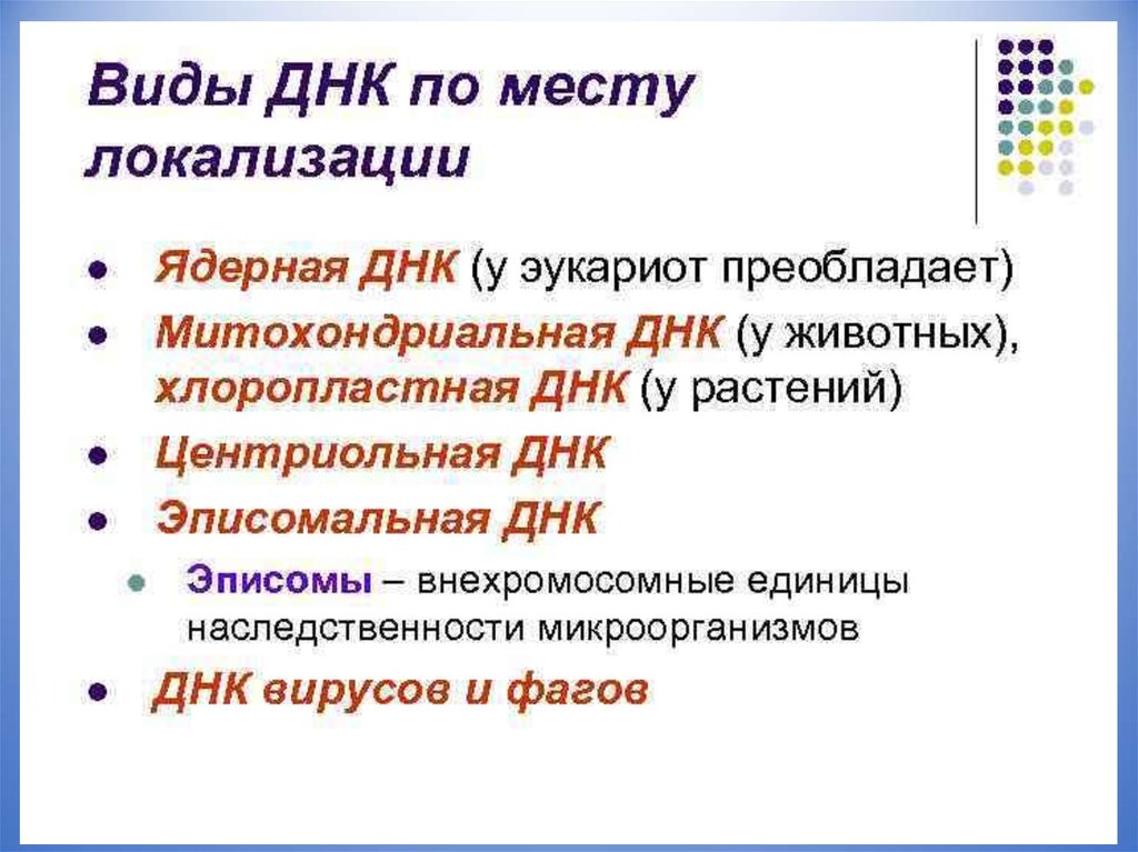 Место днк. Виды ДНК. Виды и разновидности ДНК. Место локализации ДНК В клетке. Назовите виды ДНК..