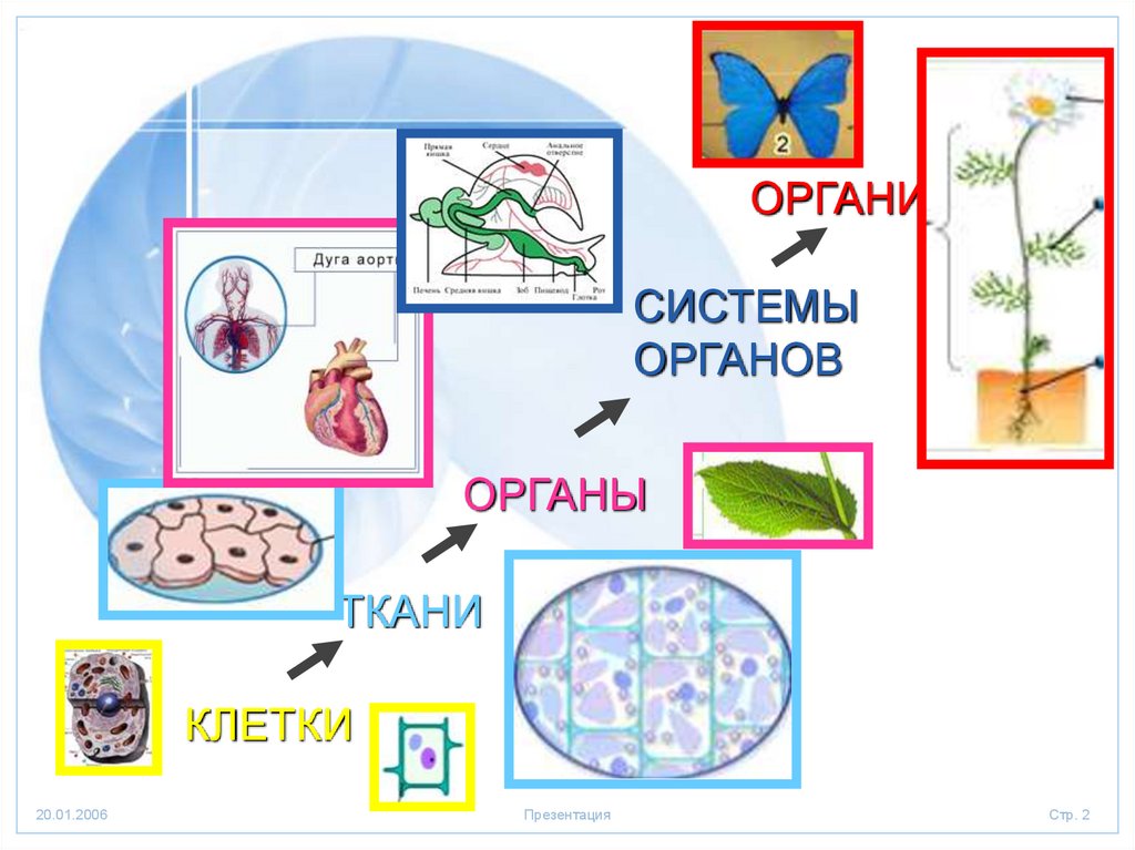 Организм орган система органов ткани. Клетка ткань орган. Клетка ткань орган система органов. Схема клетка ткань орган система органов организм. Организм как единое целое клетка.