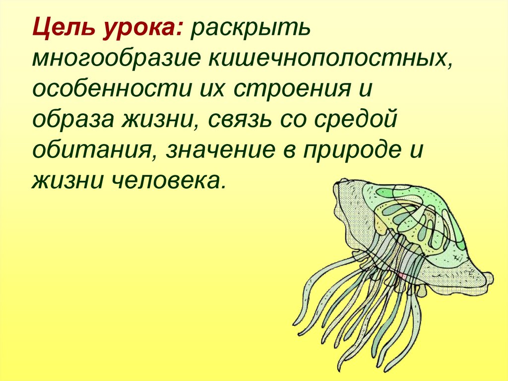 Значение кишечнополостных в жизни. Особенности строения кишечнополостных. Обитания кишечнополостных. Среда обитания кишечнополостных. Тип Кишечнополостные.