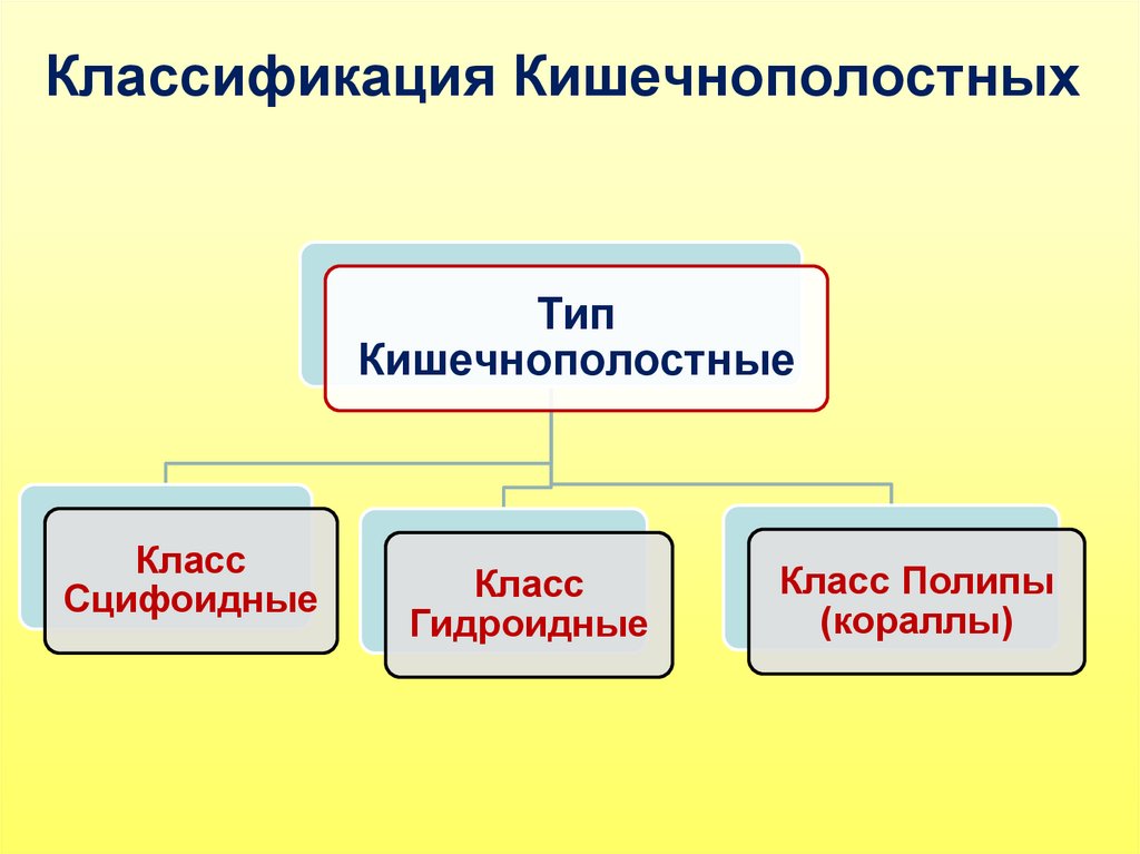 Таблица кишечнополостные 7 класс. Тип Кишечнополостные систематика. Классификация типа Кишечнополостные схема. Таблица классы кишечнополостных 7 класс. Классификация кишечнопол.