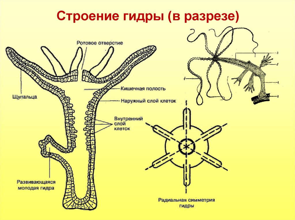 Тело кишечнополостных. Гидра Пресноводная строение. Пресноводный полип гидра строение. Строение гидры Кишечнополостные. Схема строения пресноводной гидры.