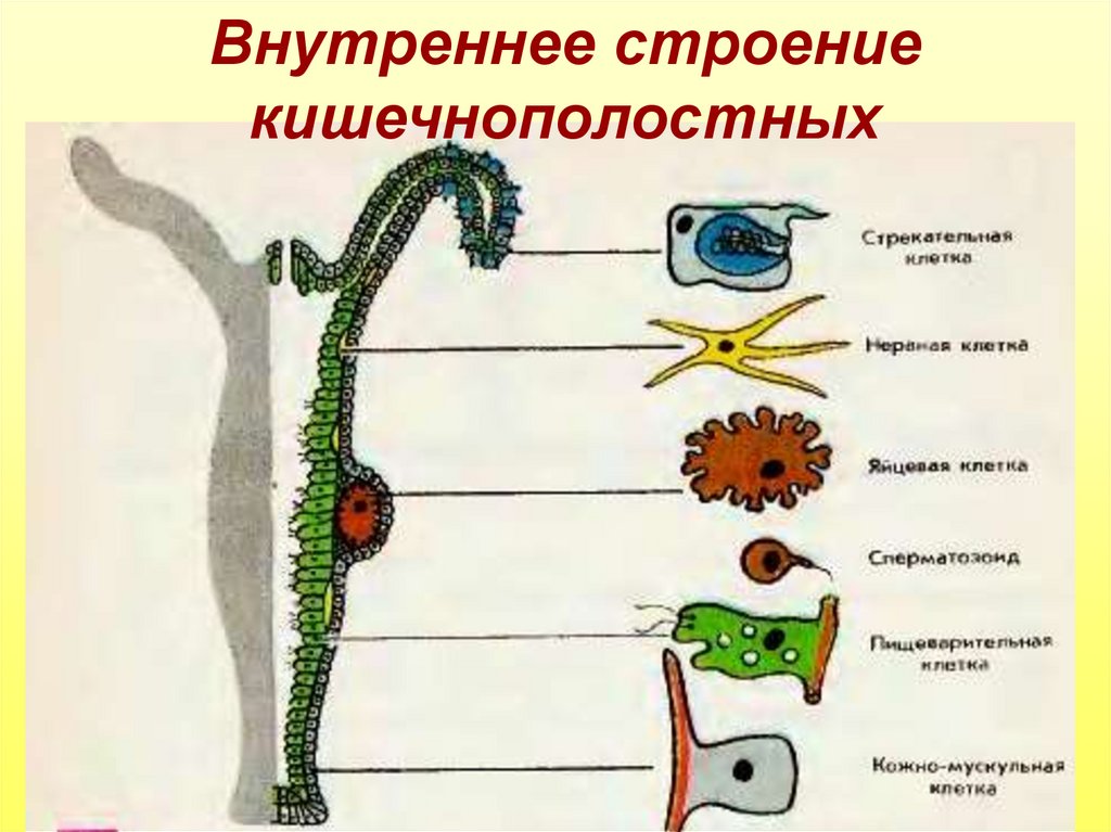 Типы клеток гидры. Кишечнополостные строение гидры ЕГЭ. Схема строения клеток кишечнополостных. Кишечнополостные черви строение. Пищеварительная система кишечнополостных.