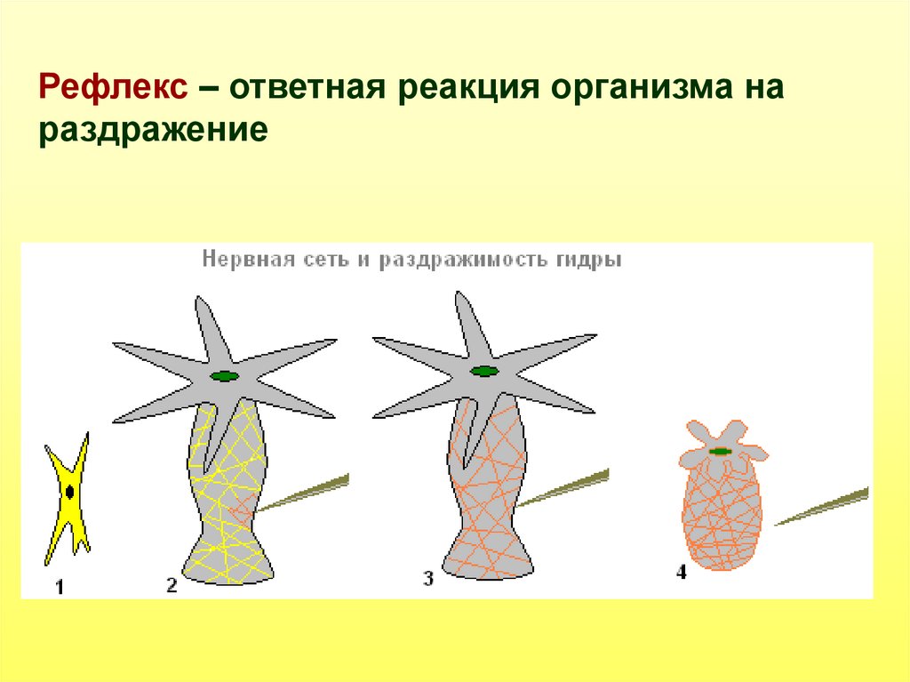 Симметрия кишечнополостных. Ответная реакция организма на раздражение. Ответная реакция организма на раздражение 3 вида. Птицы ответная реакция на раздражение.