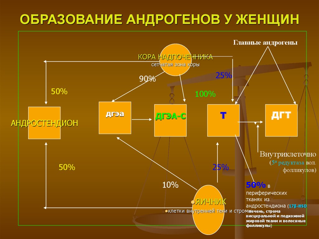 Индекс свободных андрогенов. Образование андрогенов. Андрогены в организме женщины. Повышение уровня андрогенов. Андрогены влияние на организм.