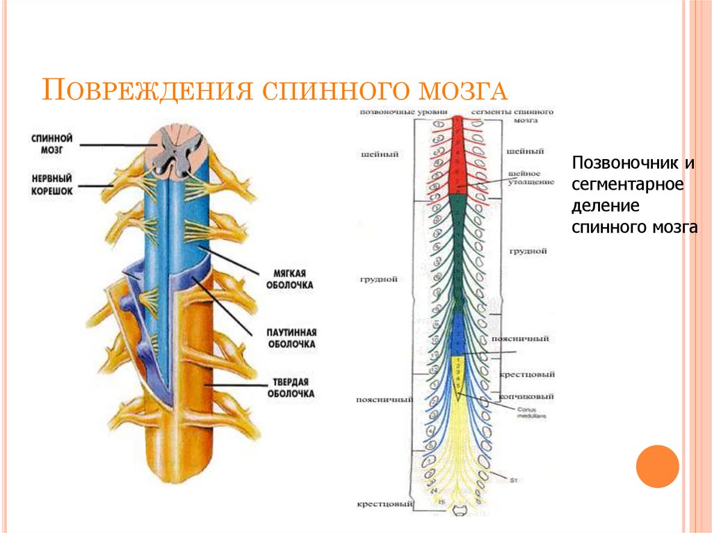 Травмы позвоночника и спинного мозга клиническая картина