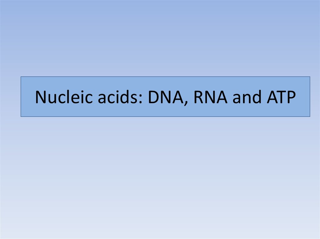 Nucleic acids: DNA, RNA and ATP