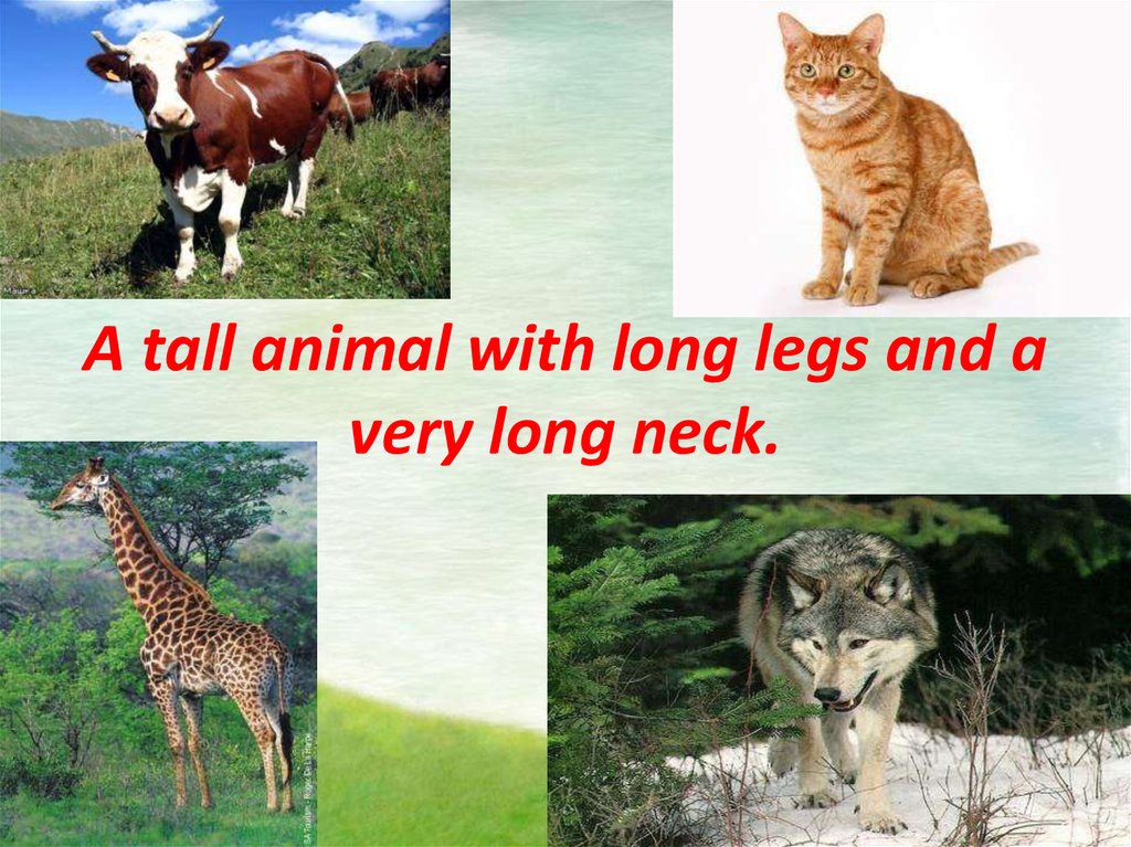 A tall animal with long legs and a very long neck.