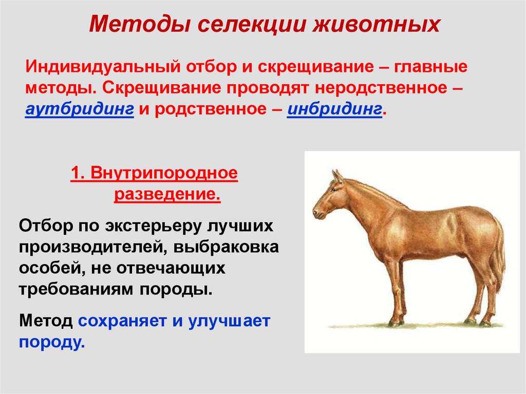 Основные методы селекции животных презентация