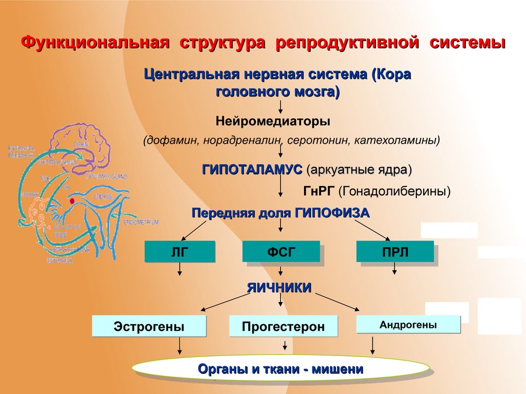 Типы репродуктивной системы