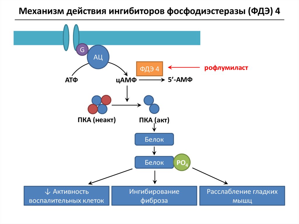 Фосфодиэстераза. Ингибиторы фдэ 4 механизм. Ингибиторы фосфодиэстеразы механизм действия. Схема фосфодиэстераза ЦАМФ. Ингибиторы фосфодиэстеразы 5 механизм действия.