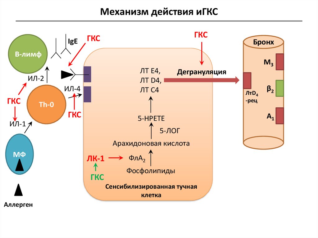 Гкс схема действия