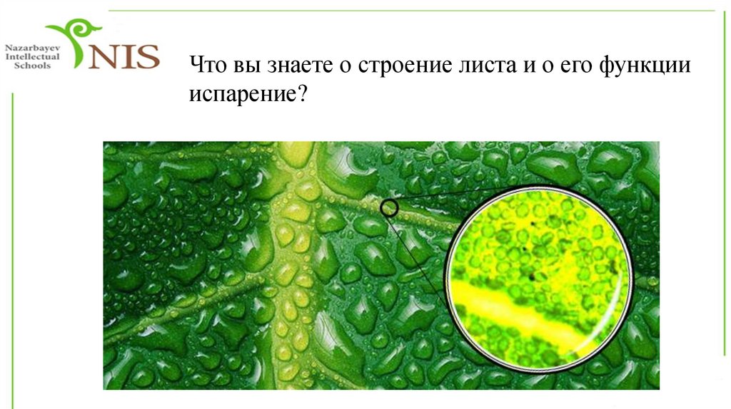 Хлорофилл в жизни растения. Пигмент хлорофилл. Хлорофилл в растениях. Хлорофилл в растениях под микроскопом. Пигмент хлорофилл под микроскопом.