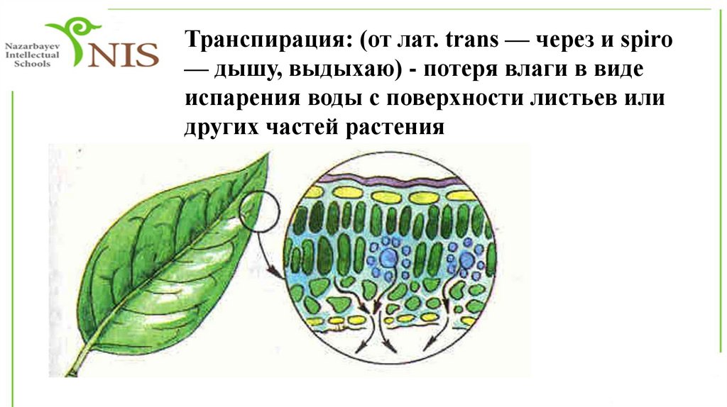 Функции транспирации. Транспирация. Типы транспирации растений. Процесс транспирации. Изучение факторов влияющих на транспирацию растений.