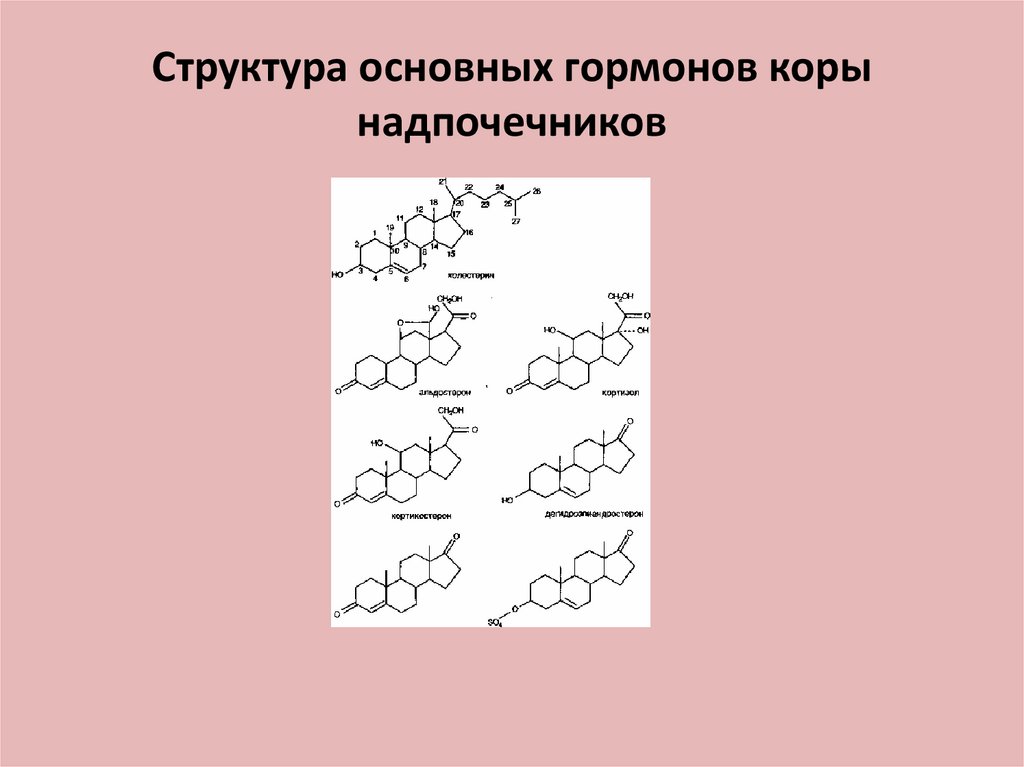 Презентация препараты гормонов коры надпочечников