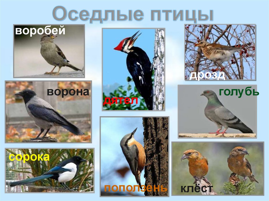 Оседлые это какие. Оседлые и перелетные птицы Урала. Оседлые зимующие и перелетные птицы. Оседлые Кочующие и перелетные птицы. Оседлые зимующие птицы.
