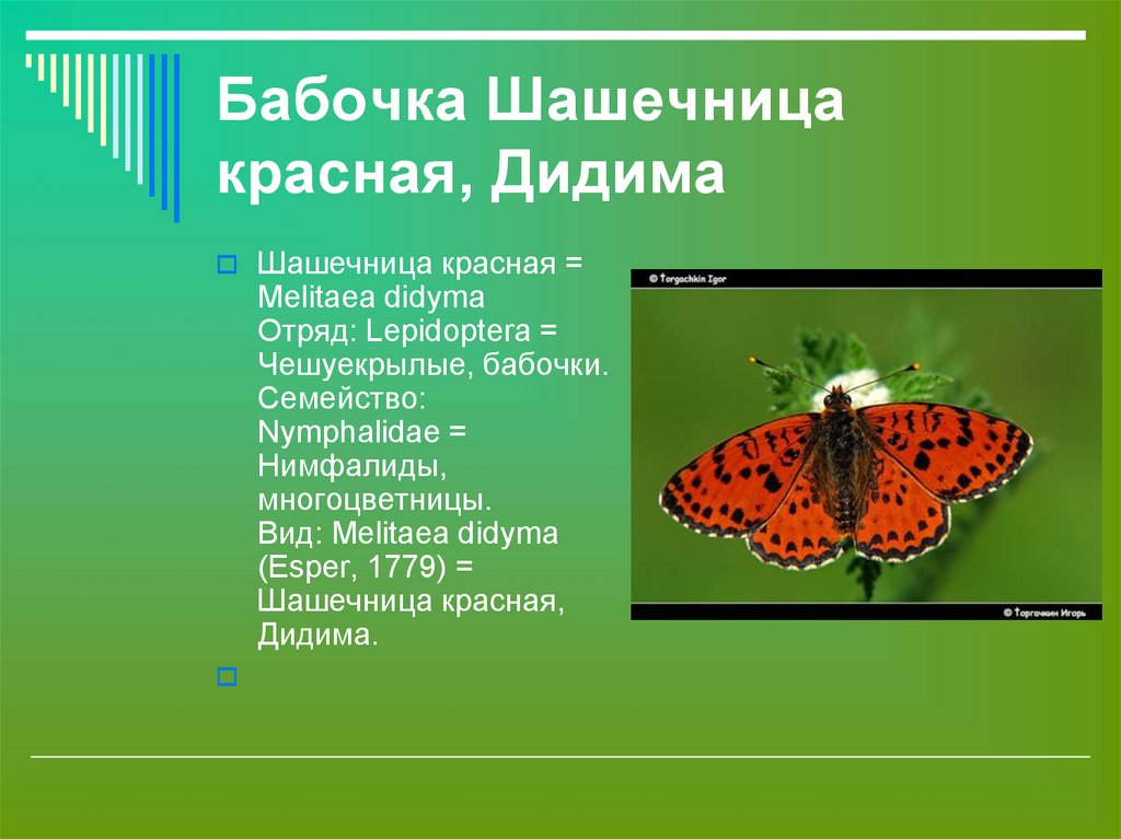 Сделайте описание бабочки шашечницы по следующему плану впр