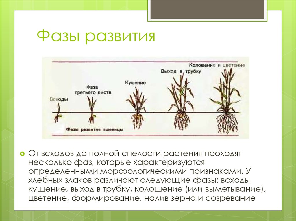 Фазы яровой пшеницы. Фаза кущения Яровой пшеницы. Фаза кущения озимой пшеницы. Фаза кущения овса. Фаза кущения ржи.