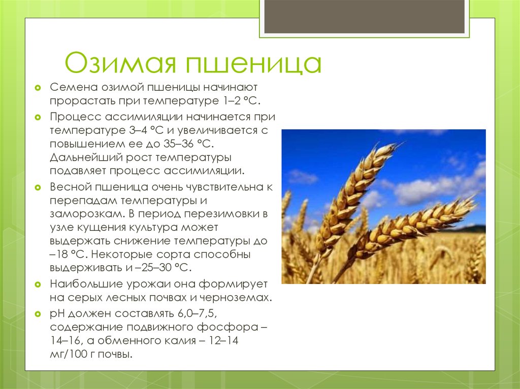 Описание пшеницы. Яровые зерновые культуры. Презентация по озимой пшенице.