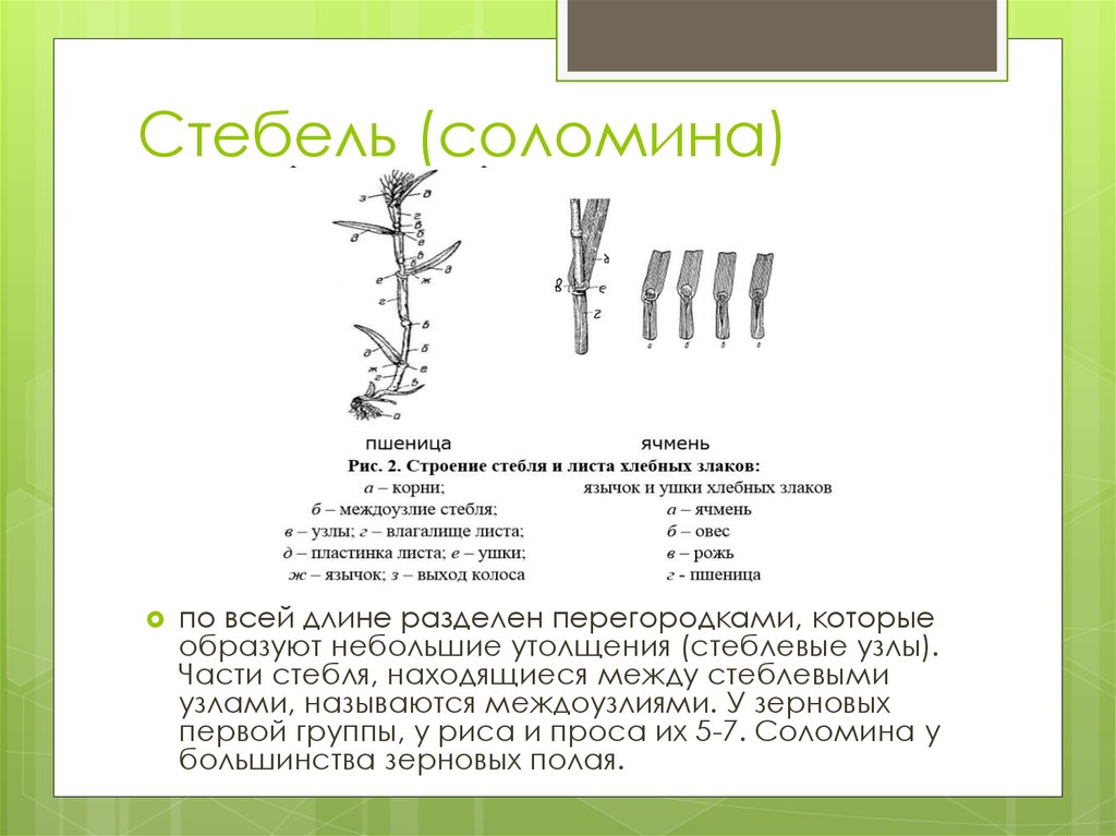 Стебель пшеницы соломина. Строение стебля семейства злаковых. Строение стебля пшеницы. Стебель Соломина. Строение стебля злака Соломины.