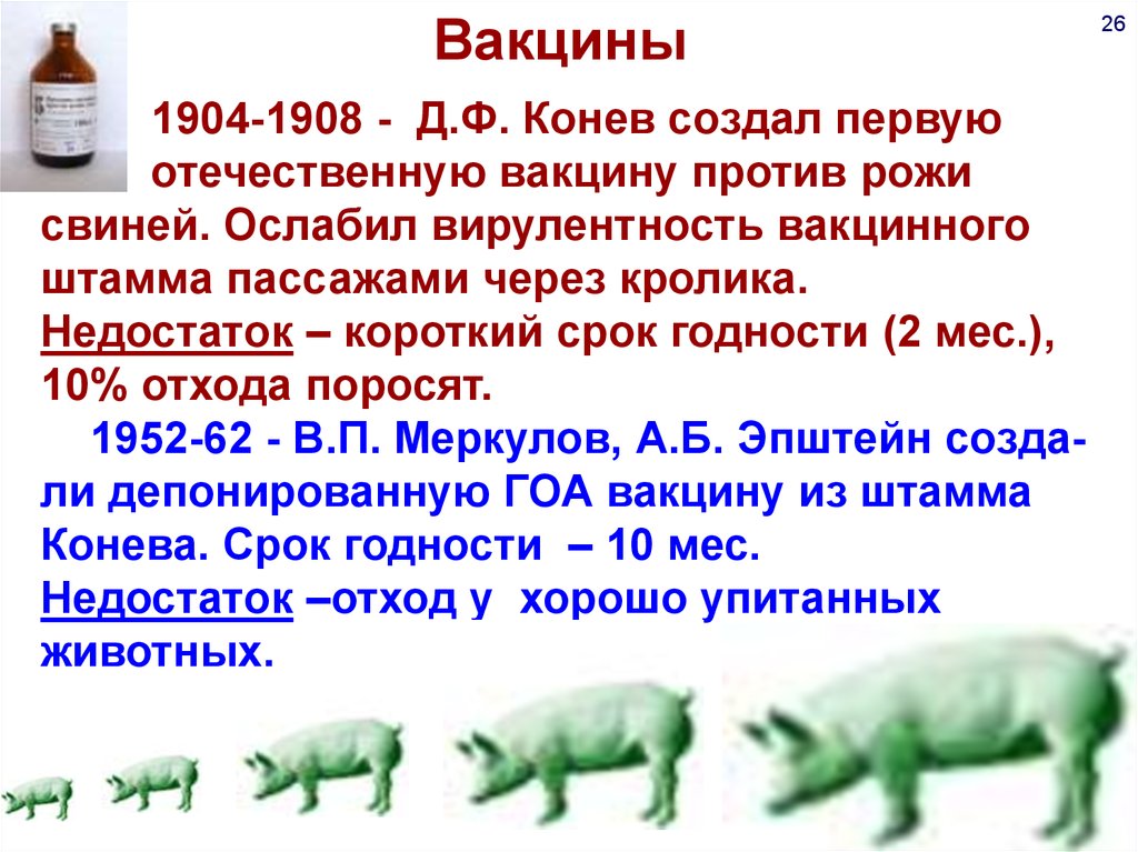 Рожа свиней дозировка. Рожа свиней вакцина. Рожа свиней презентация. Профилактика при Роже свиней.