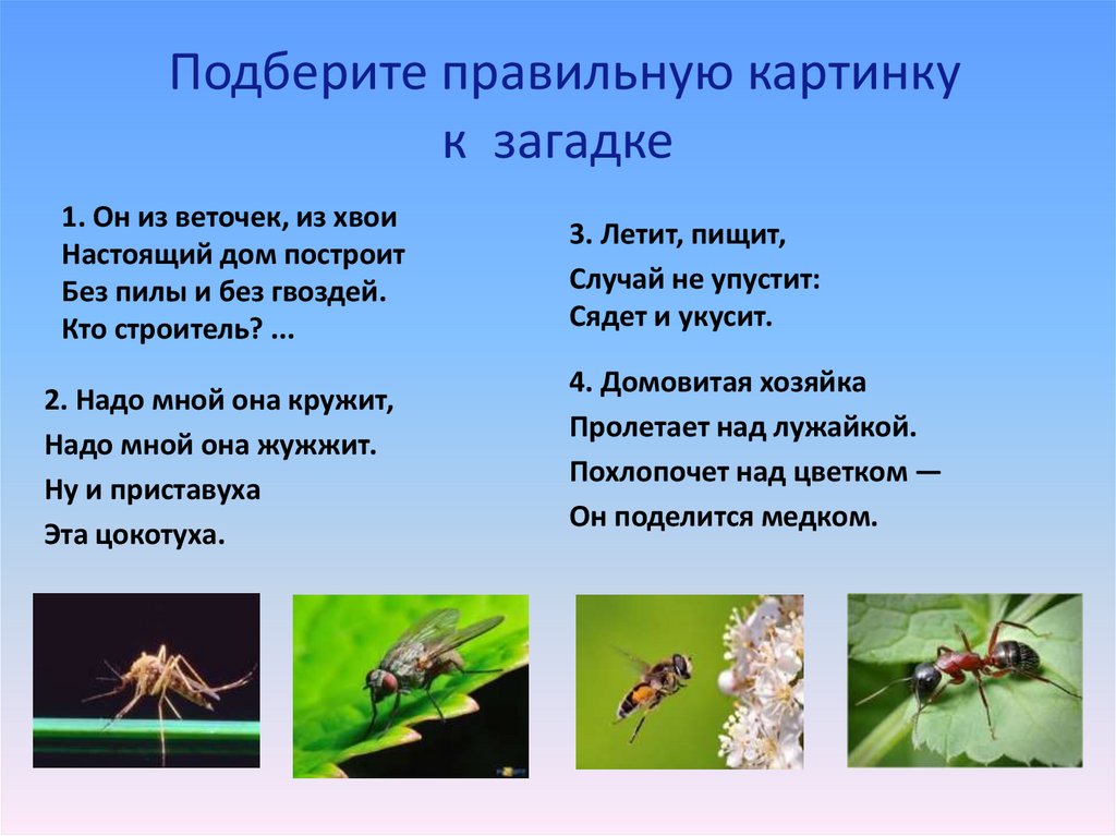 Развитие речи насекомые старшая группа презентация