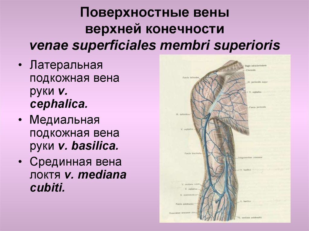Анатомия вен верхних конечностей