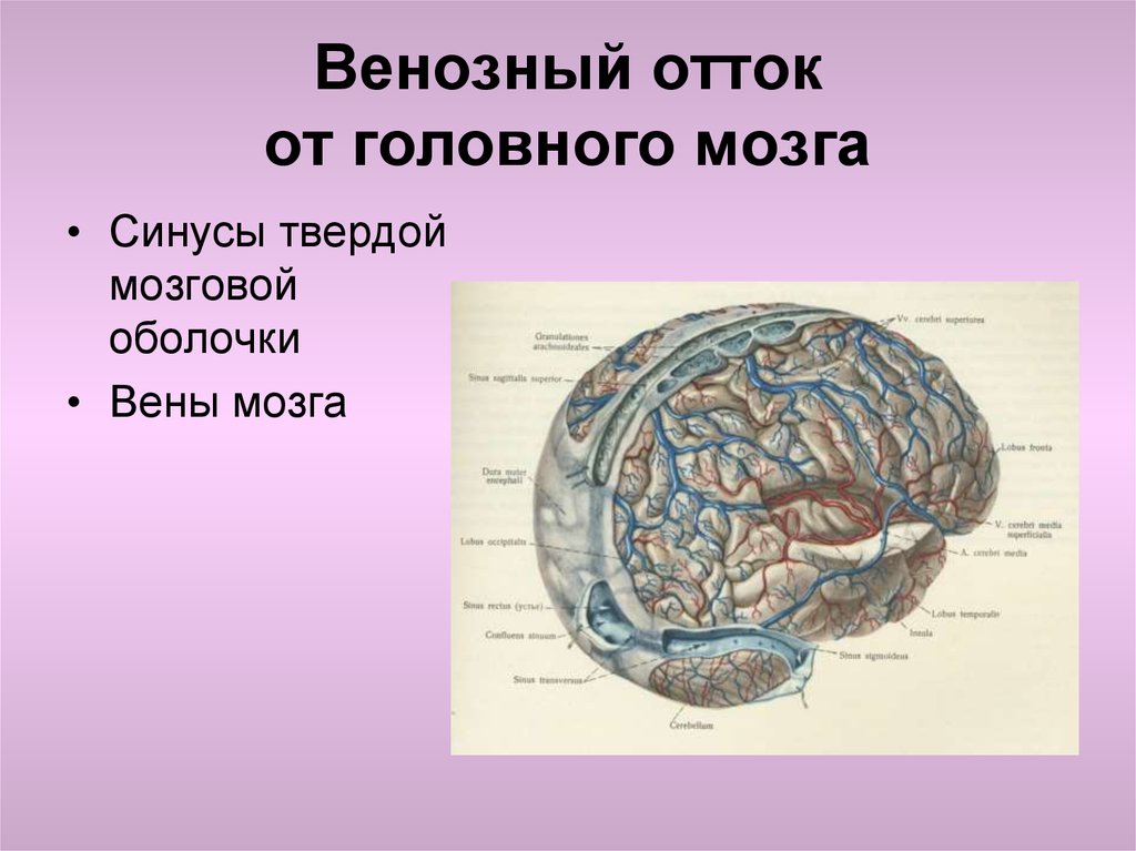 Отток головного мозга