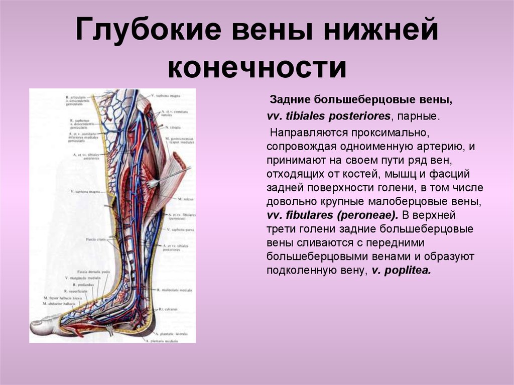 Бедренная вена анатомия