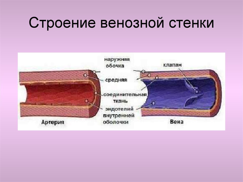 Внутренняя оболочка вен латынь. Строение стенки вены анатомия. Строение стенки венозного сосуда.