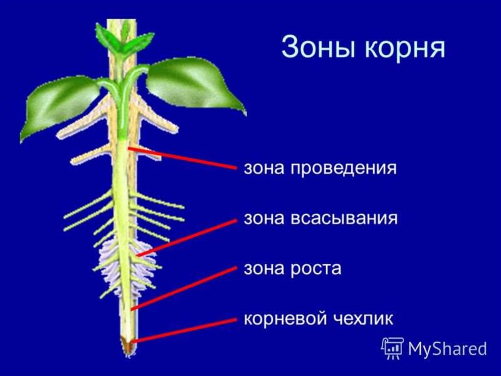 Рассмотри рисунок и отметь зоны корня в верной последовательности