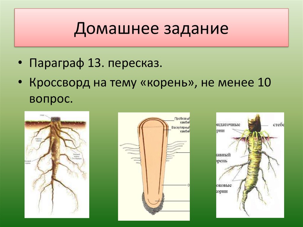 Какие функции выполняет корень