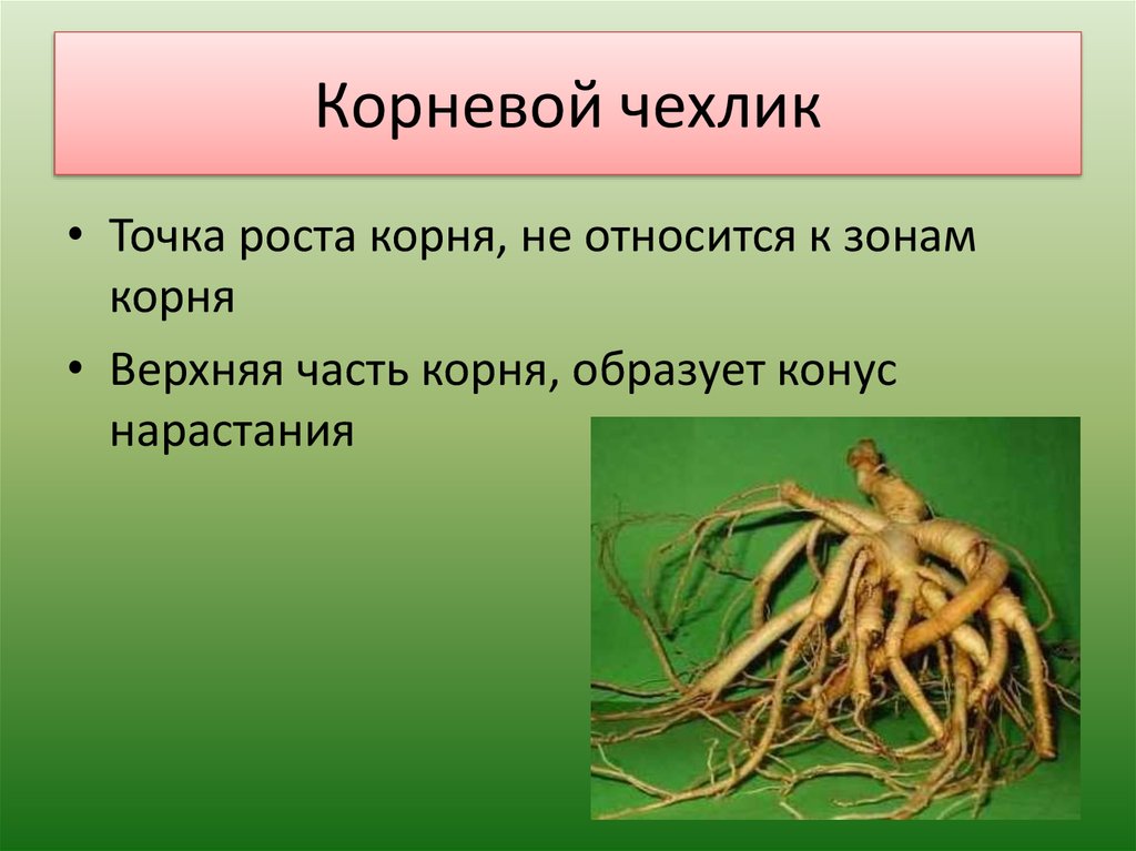 Питание корня ответ. Корни растений. Корень презентация. Корневой чехлик. Точка роста корня.