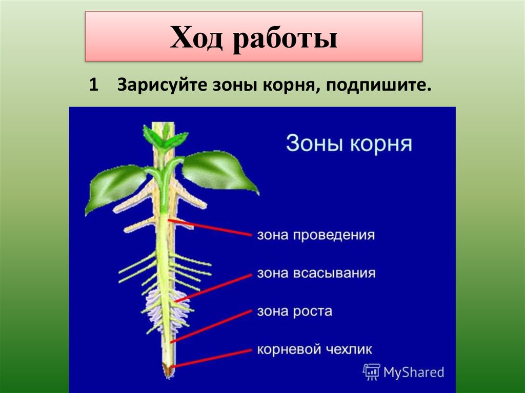 Главный корень состоит из. Зоны корня корневой чехлик. Зона деления зона проведения зона всасывания корня. Строение верхушки корня растения. Зона проведения, всасывания корня.