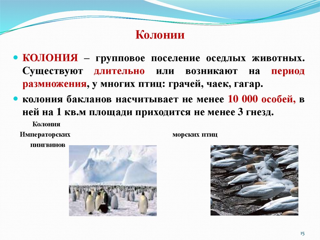 Колониями называли. Колонии животных примеры. Колония это в экологии. Поселения животных колонии. Групповые поселения оседлых животных.