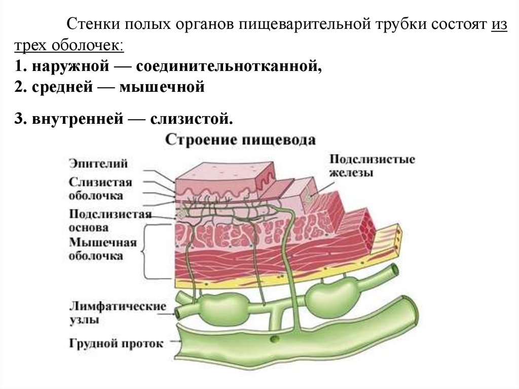 Слизистая оболочка полых органов