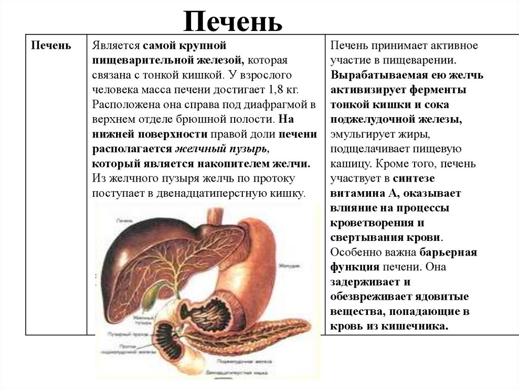 В тонкую кишку открываются протоки